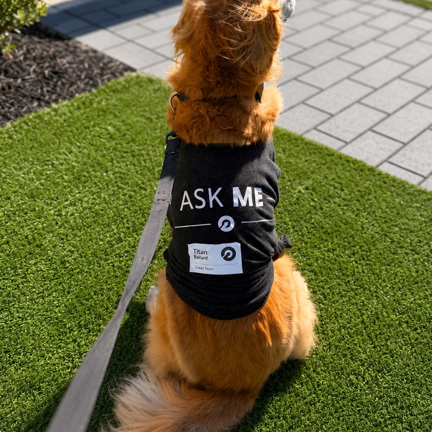 Titan the golden retriever wearing a therapy service vest on a grassy lawn
