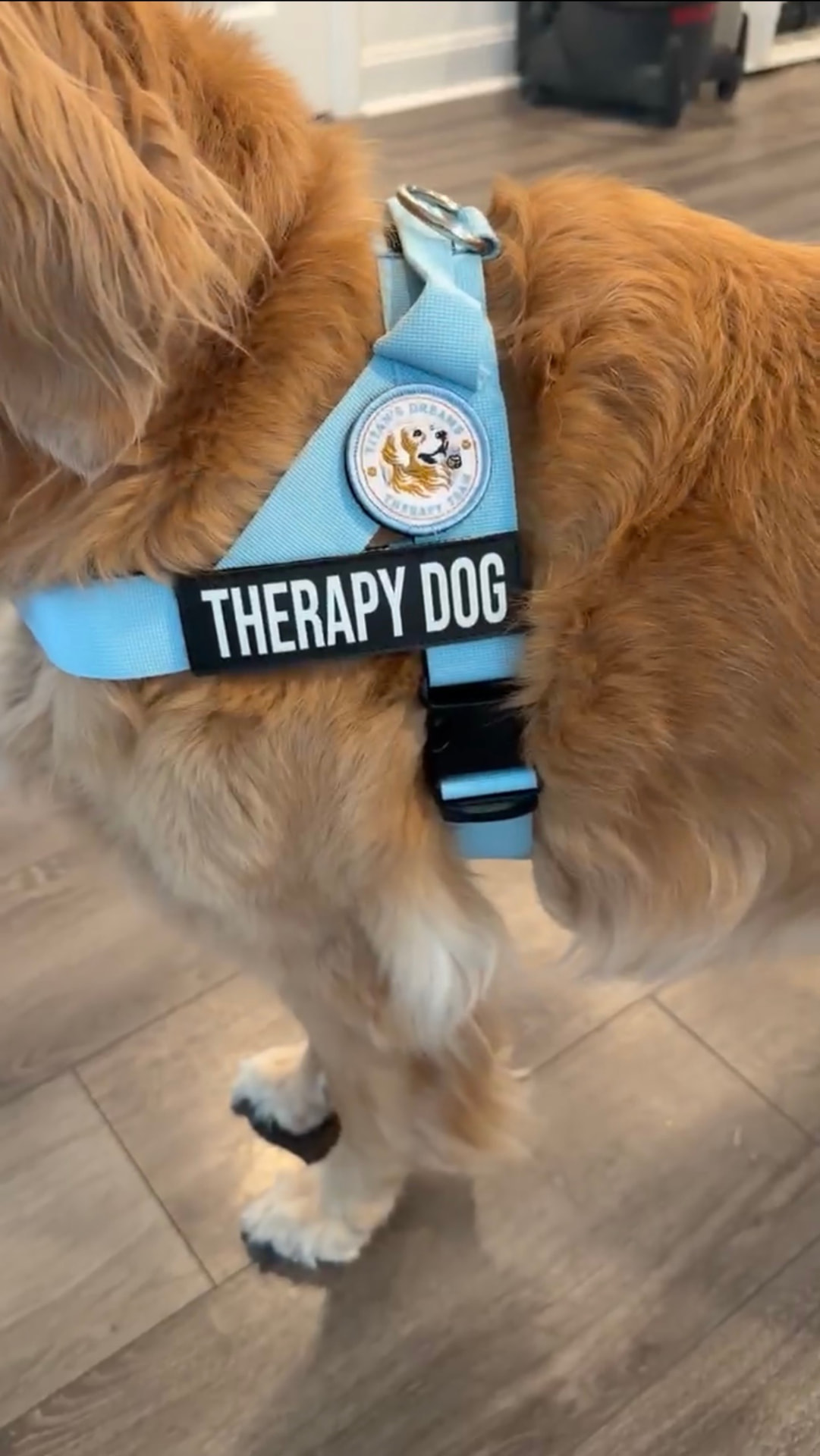 Titan wearing his light blue Titan's Dreams therapy harness with a THERAPY DOG label