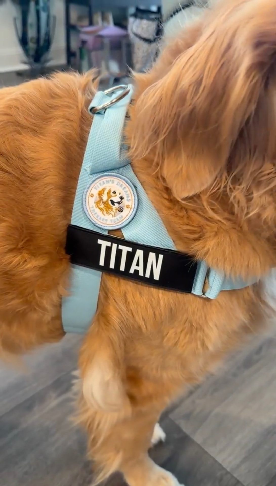 Close-up of the Titan's Dreams Therapy Team patch on Titan's harness beside his name tag